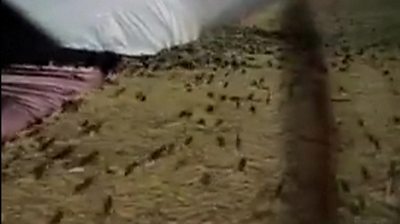 Thousands of mice plague Australian town