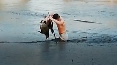 Man rescues goose