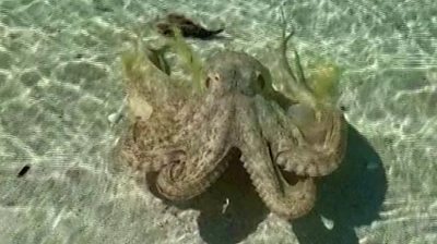 See the octopus that went viral after lashing out at a man swimming at an Australian beach.