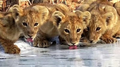 Three lion cubs drinking