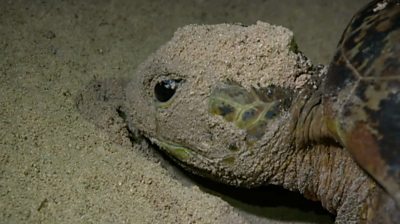 Green turtle in the sand