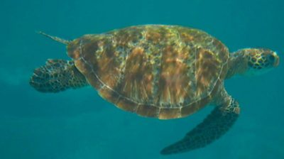 Climate change has changed our world over the years. Warmer sands in some areas are meaning that 99% of green sea turtles are born female.