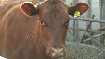Newquay’s Anthony Brunt is refusing to let inspectors take the latest animal earmarked for destruction from his farm