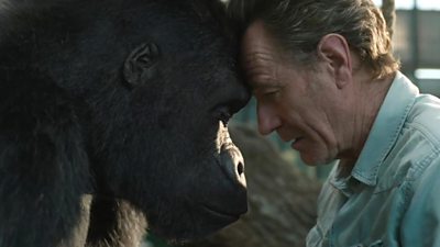 A scene from Disney's The One and Only Ivan - animated gorilla Ivan and Bryan Cranston have their foreheads touching