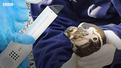 Penguin has eye surgery to save sight