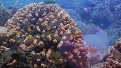 Indonesia coral reef partially restored in extensive project