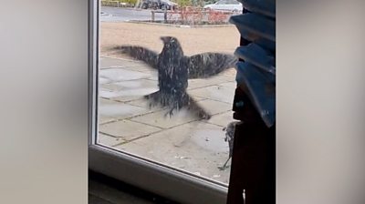 Bird attacking a door