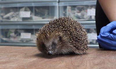 Norfolk animal sanctuary inundated with injured hedgehogs - BBC News