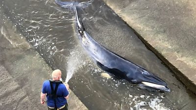 Whale being hosed down