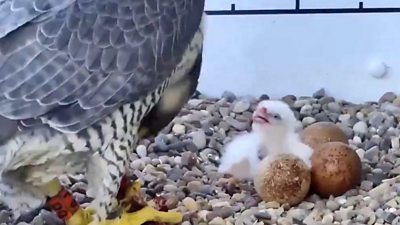 Nottingham's peregrine falcons hatch first chicks of year - BBC News