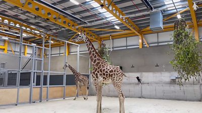 Giraffes arrive at Edinburgh Zoo