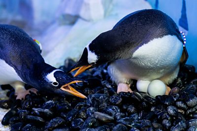 Two same-sex couples form as the Gentoo penguins go through their mating season.