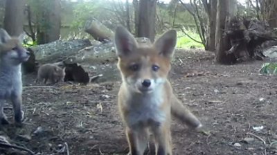 Fox pup looking at camera