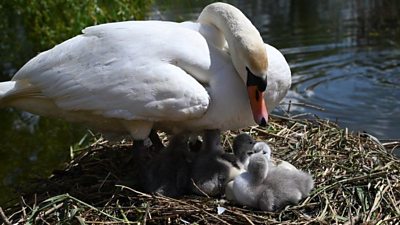 A swan on a nest with some cygnets.