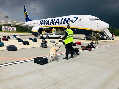 A sniffer dog checking luggage by the Ryanair plane