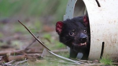 Tasmanian devils have been born on the Australian mainland for the first time in thousands of years.