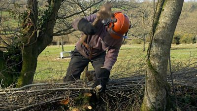 Steven hedge laying