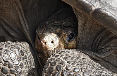 A close up on the tortoise