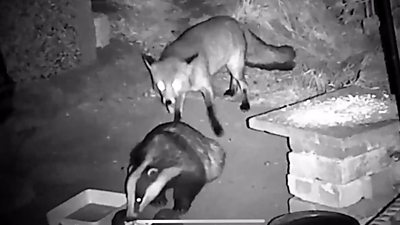 A fox and badger