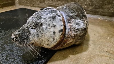 Gnocchi the seal