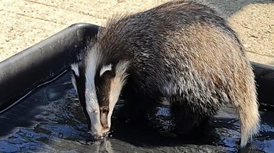 Badger in paddling pool
