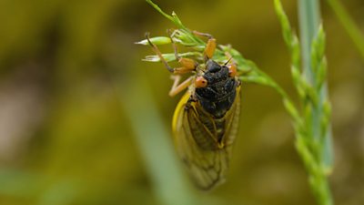 Why do billions of cicadas emerge from below ground every 17 years? And why are they so loud?