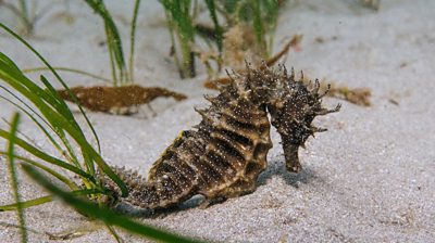 Spiny seahorse in seagrass