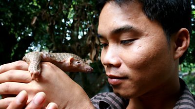 Pangolin How Do You Save The World S Most Trafficked Mammal Bbc News