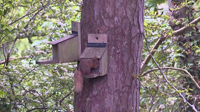 Red squirrels breed in Carnfunnock Country Park after 30 year gap