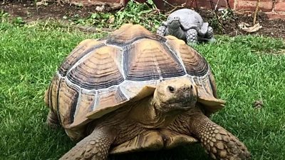 A large operation kicked into gear after Thomas the Salcuta tortoise escaped through a fence.