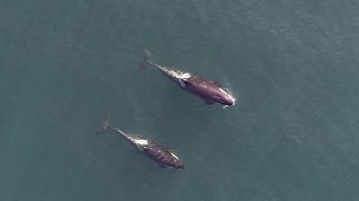 Whales in ocean