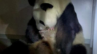 Panda holding cub