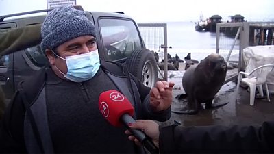Sea lion interrupts interview