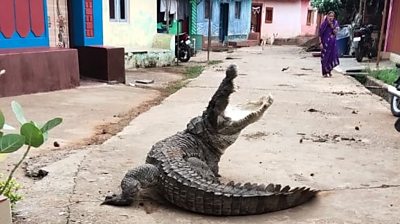 A crocodile in India's Karnataka state