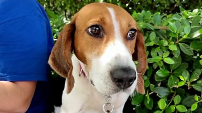 Therapy dog in Surfside, Florida