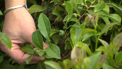 Britain’s traditional cuppa is usually imported but one woman has started farming tea in Wales