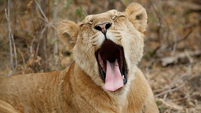How do you treat a lion with toothache