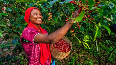 Women picking coffee cherries from bush. Smiling and wearing red head covering, with pink top. 