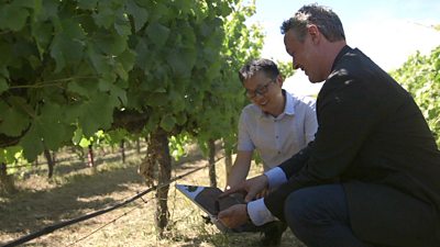 Prof Javen Qinfeng Shi (C) and Prof Andrew Lowe are in a vineyard looking at a tablet.