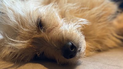 Chip the Norfolk terrier went on a 50 mile journey from London to Kent by mistake