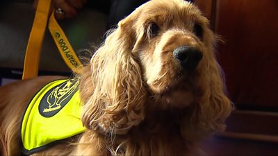 Therapy dog Jamie Oliver