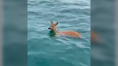 Weymouth rescue after deer spotted swimming in the sea - BBC News