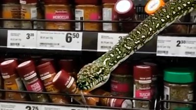 Snake on supermarket shelf