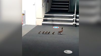 A family of ducks in a university library
