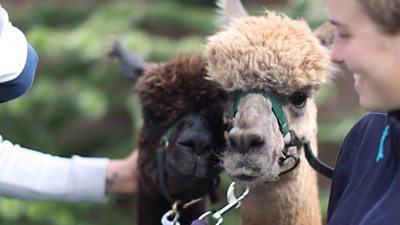 Have you ever heard of alpaca therapy?
