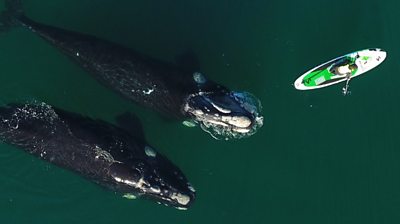 Two whales and a kayaker