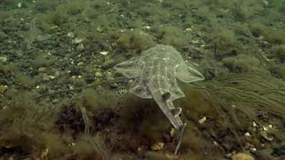 Angelshark