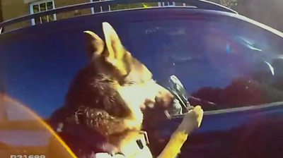 Police dog jumping at car