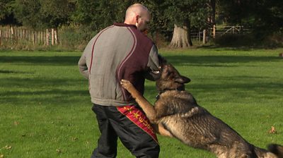 Police dog training exercise