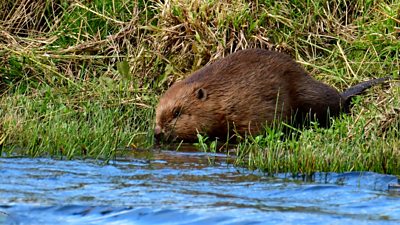 A beaver being released into Willington Wetlands in Derbyshire